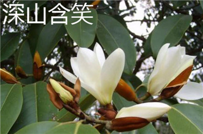 乐昌含笑资料介绍，乐昌含笑和深山含笑的区别-图片5