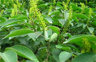 乌柏资料介绍，3分钟快速了解乌柏，乌柏和乌桕一样吗-图片1