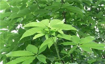 七叶树资料介绍，3分钟快速了解七叶树，七叶树的功效-图片1