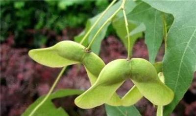 元宝枫资料介绍，3分钟快速了解元宝枫-图片1