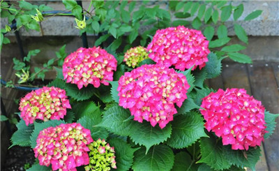 八仙花资料介绍，3分钟快速了解八仙花-图片1