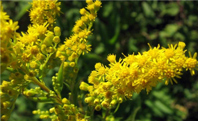 加拿大一枝黄花的危害,加拿大一枝黄花的的防治办法-图片2
