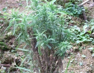一枝蒿资料介绍，一枝蒿的功效和作用-图片1