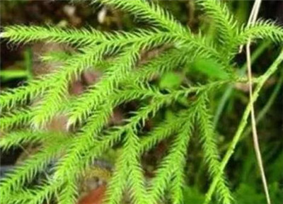小伸筋草资料介绍，小伸筋草的功效与作用-图片1