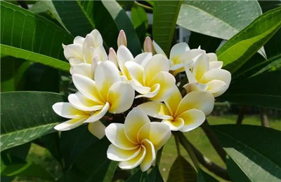 鸡蛋花资料介绍，鸡蛋花的功效和作用-图片1