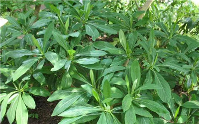 结香花资料介绍，结香花的功效和作用-图片1