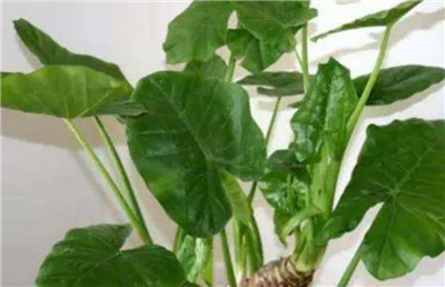 家里千万不能养的6种花有哪些，盘点家里千万不能养的6种花-图片2
