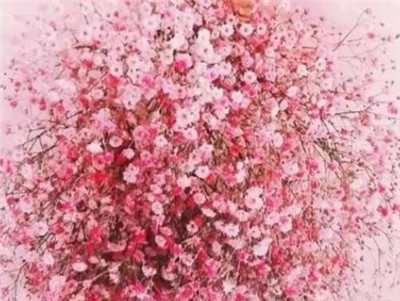 满天星的花语和寓意，不同颜色满天星的花语和寓意-图片2