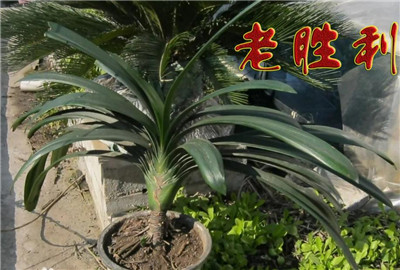 大胜利君子兰介绍，3分钟快速了解大胜利君子兰-图片2