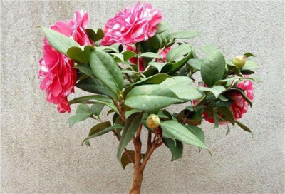茶花小苗价格多少钱一棵，茶花小苗怎么养-图片2