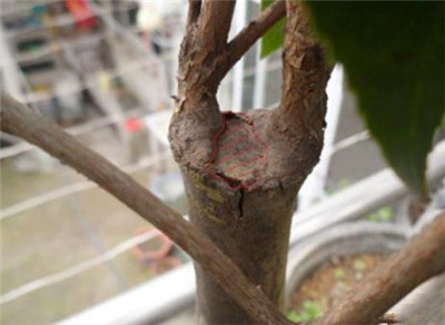 嫁接茶花的方法有哪些，茶花怎么嫁接-图片2