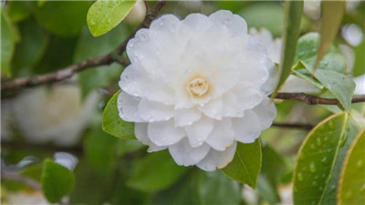 山茶花几月开，山茶花的花期是什么时间-图片2