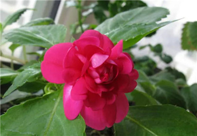 茶花凤仙介绍，3分钟快速了解茶花凤仙-图片2