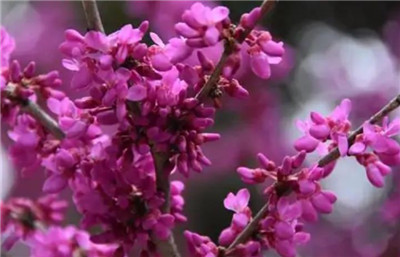 紫荆花资料介绍，3分钟快速了解紫荆花-图片2