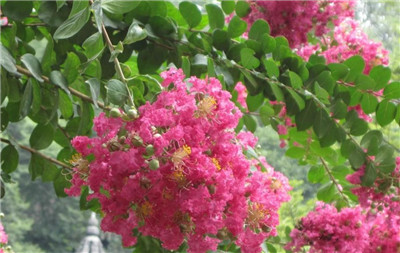 紫薇资料介绍，3分钟快速了解紫薇-图片2