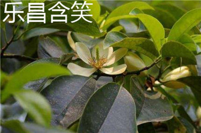 乐昌含笑资料介绍，乐昌含笑和深山含笑的区别-图片5