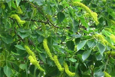 乌柏资料介绍，3分钟快速了解乌柏，乌柏和乌桕一样吗-图片2