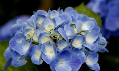 八仙花资料介绍，3分钟快速了解八仙花-图片2