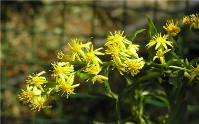 一枝黄花资料介绍，3分钟快速了解一枝黄花-图片2