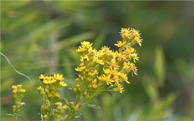 加拿大一枝黄花的危害,加拿大一枝黄花的的防治办法-图片1