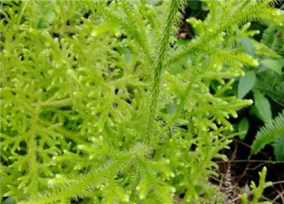 小伸筋草资料介绍，小伸筋草的功效与作用-图片2