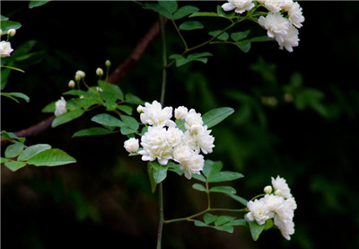 木香花资料介绍，3分钟快速了解木香花-图片2