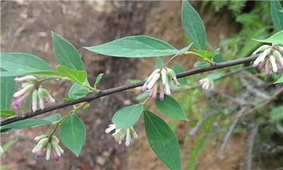 荛花资料介绍，荛花的功效和作用-图片2