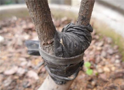 嫁接茶花的方法有哪些，茶花怎么嫁接-图片3