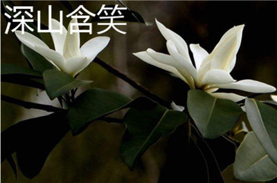 乐昌含笑资料介绍，乐昌含笑和深山含笑的区别-图片3