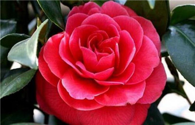 家里为什么不能养茶花，茶花的花语和寓意-图片1