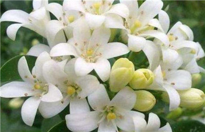 家里千万不能养的6种花有哪些，盘点家里千万不能养的6种花-图片3