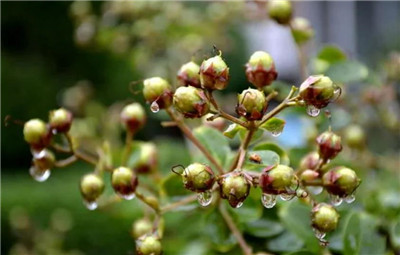 紫薇资料介绍，3分钟快速了解紫薇-图片4
