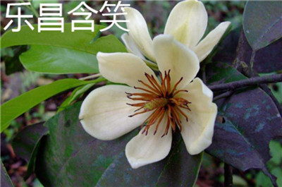 乐昌含笑资料介绍，乐昌含笑和深山含笑的区别-图片3