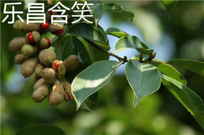 乐昌含笑资料介绍，乐昌含笑和深山含笑的区别-图片4