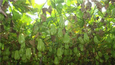 佛手瓜种植的时间和方法,佛手瓜怎么种植-图片1