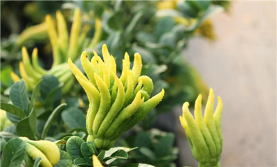 金华佛手介绍,金华佛手图片,金华佛手的功效和作用及吃法-图片1