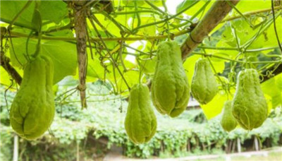 佛手柑价格多少钱一斤，如何挑选佛手柑-图片2