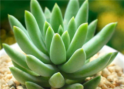 千佛手资料介绍,千佛手图片,千佛手的养殖方法-图片1