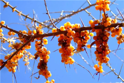 沙棘的功效与作用,沙棘的禁忌和副作用-图片1