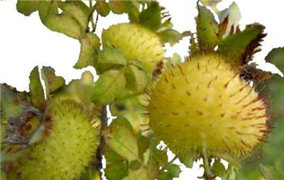 刺梨资料介绍，刺梨图片，3分钟快速了解刺梨-图片1