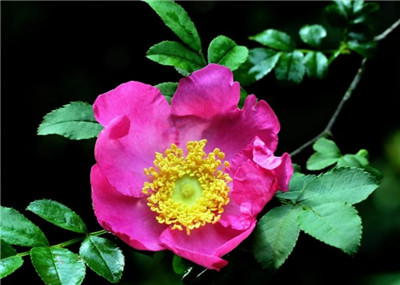 刺梨花的功效和作用,刺梨花什么时候开,刺梨花的花语和寓意-图片1