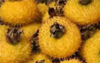 刺梨子的功效和作用,刺梨子泡酒的正确方法-图片2