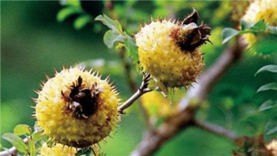 野刺梨的功效和作用，野生刺梨泡水喝有什么好处-图片1