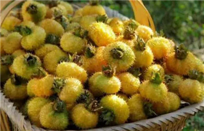 金色刺梨资料介绍，金色刺梨图片，3分钟快速了解金色刺梨-图片2
