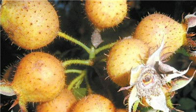 金色刺梨资料介绍，金色刺梨图片，3分钟快速了解金色刺梨-图片1