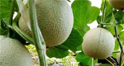哈密瓜种植时间和方法，哈密瓜怎么种植-图片1