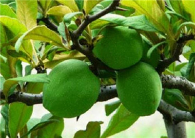 木瓜海棠资料介绍,木瓜海棠图片,3分钟快速了解木瓜海棠-图片1