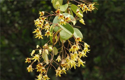 野木瓜资料介绍,野木瓜图片,野木瓜的功效和作用-图片1