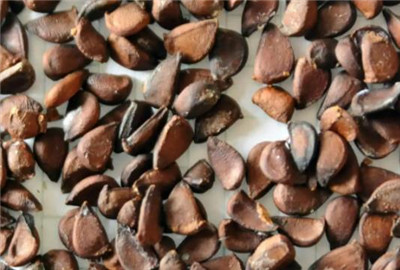 木瓜籽能吃吗，木瓜籽的功效和作用-图片1