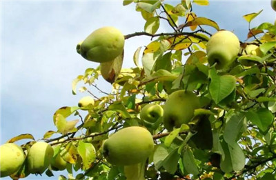 宣木瓜资料介绍，宣木瓜图片，宣木瓜的功效和作用-图片1